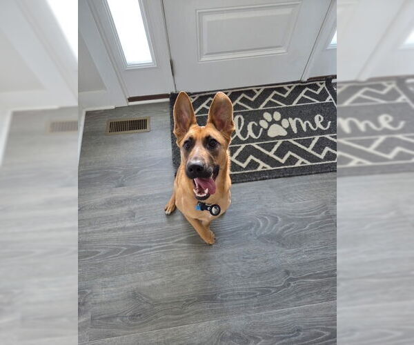 Medium Photo #1 German Shepherd Dog Puppy For Sale in La Grange , NC, USA