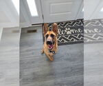 Small German Shepherd Dog