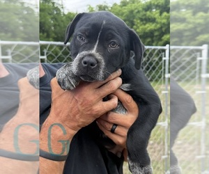 American Bulldog-Texas Heeler Mix Dogs for adoption in RIDDLETON, TN, USA