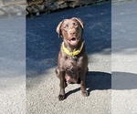 Small Photo #1 Labrador Retriever Puppy For Sale in JAMESTOWN, PA, USA