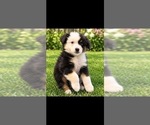Puppy Forrest Australian Shepherd
