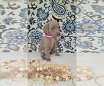 Small Photo #23 Weimaraner Puppy For Sale in LEWISBURG, KY, USA