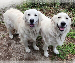 Golden Retriever Dogs for adoption in Bonita Springs, FL, USA
