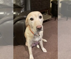Mother of the Labrador Retriever puppies born on 02/16/2026