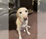 Small Photo #1 Labrador Retriever Puppy For Sale in WOODBRIDGE, CT, USA