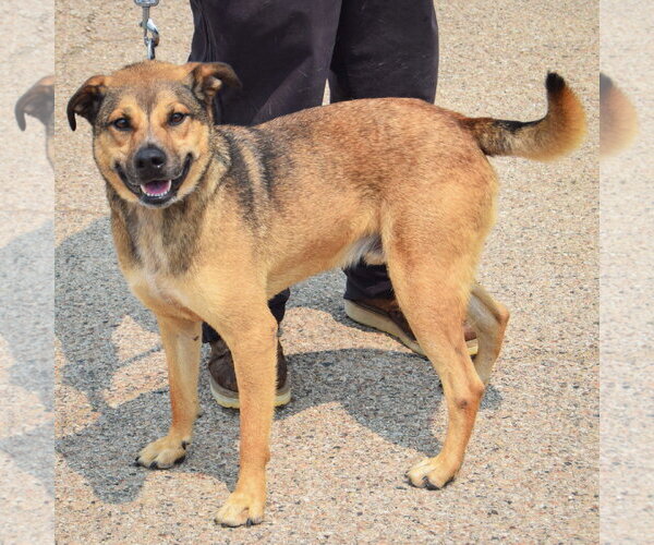 Medium Photo #2 Black Mouth Cur-German Shepherd Dog Mix Puppy For Sale in Huntley, IL, USA