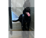 Small #1 Labrador Retriever