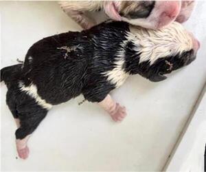 Labrador Retriever-Unknown Mix Dogs for adoption in Houston, TX, USA