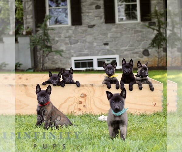 Medium Photo #2 Belgian Malinois Puppy For Sale in RONKS, PA, USA