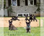 Raina - Female Belgian Malinois Puppy for Sale - Photo #2