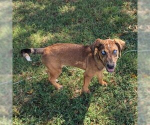Mutt Dogs for adoption in Clarksville, AR, USA