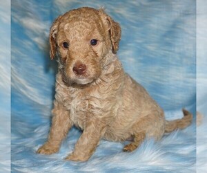 Miniature Labradoodle Puppy for sale in LA HABRA, CA, USA