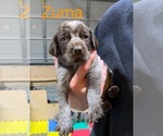 Small Photo #8 Wirehaired Pointing Griffon Puppy For Sale in LEBANON, OH, USA