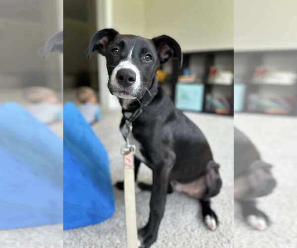 Medium Photo #8 Mutt Puppy For Sale in Greenville, SC, USA