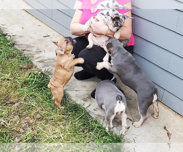 Medium Photo #11 French Bulldog Puppy For Sale in MARYVILLE, TN, USA