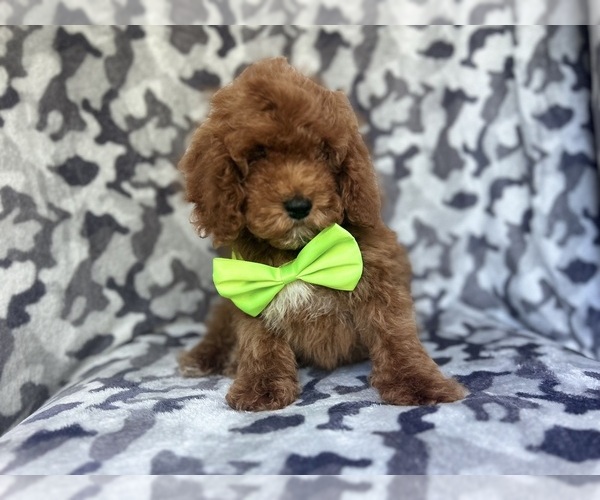 Medium Photo #2 Cock-A-Poo Puppy For Sale in LAKELAND, FL, USA