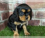 Small #4 Cavalier King Charles Spaniel