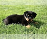 Small #9 Rottweiler