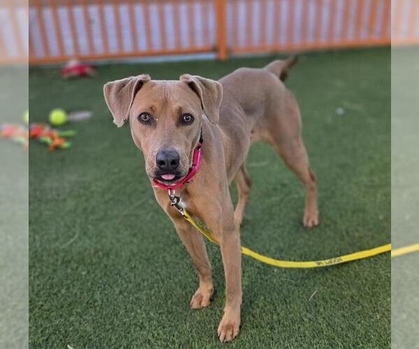 Medium Photo #2 Doberman Pinscher-Unknown Mix Puppy For Sale in Las Vegas, NV, USA