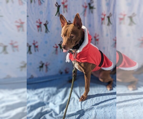 Medium Photo #7 Pharaoh Hound-Rat Terrier Mix Puppy For Sale in Richmond, IN, USA