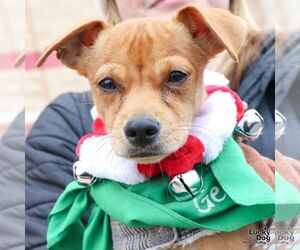 Jack Russell Terrier-Unknown Mix Dogs for adoption in Washington, DC, USA