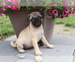 Jug Puppy for sale in SHILOH, OH, USA