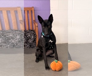Labrador Retriever-Unknown Mix Dogs for adoption in Genesee, WI, USA