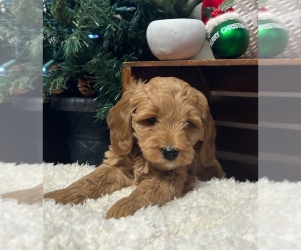 Medium Photo #6 Goldendoodle (Miniature) Puppy For Sale in HULL, IA, USA