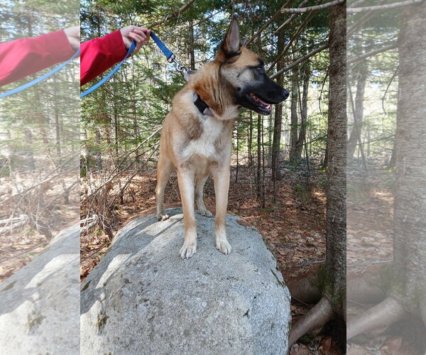 Medium Photo #14 German Shepherd Dog-Unknown Mix Puppy For Sale in Sebec, ME, USA