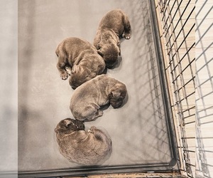 Rottweiler Litter for sale in GRAND PRAIRIE, TX, USA