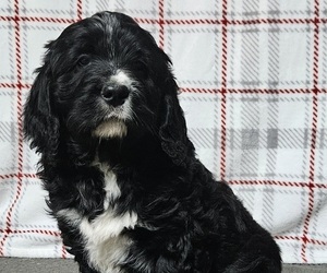Saint Berdoodle Puppy for Sale in BEACH CITY, Ohio USA
