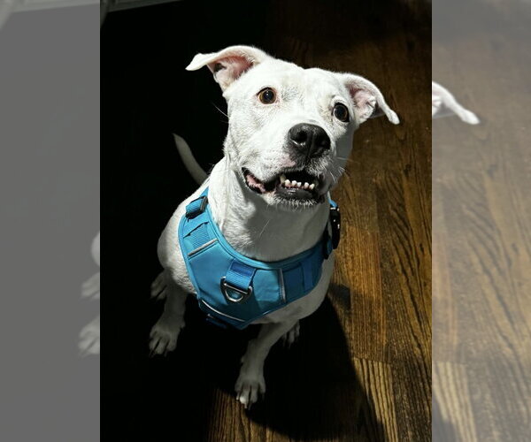 Medium Photo #1 American Staffordshire Terrier-Unknown Mix Puppy For Sale in Wenonah, NJ, USA