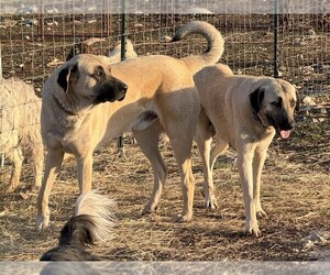 Anatolian Shepherd Puppy for sale in MOUNTAIN HOME, TX, USA