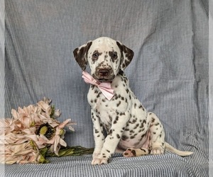 Dalmatian Puppy for Sale in QUARRYVILLE, Pennsylvania USA