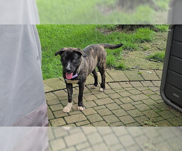Medium Photo #2 Mutt Puppy For Sale in Plainfield, IL, USA