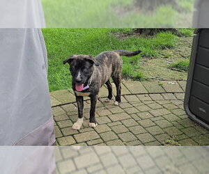 Taylor - Female Mutt Dog for Adoption - Photo #2