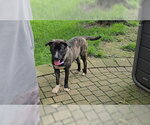 Small #1 Mutt