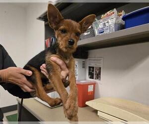 Australian Terrier-Cairn Terrier Mix Dogs for adoption in Corona, CA, USA