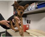 Small Australian Terrier-Cairn Terrier Mix