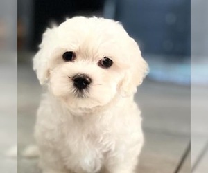 Maltese Puppy for sale in LANCASTER, CA, USA