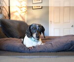Small #5 Dachshund