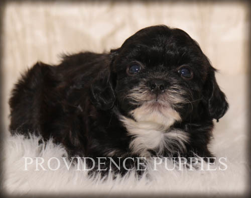 Medium Photo #11 ShihPoo Puppy For Sale in COPPOCK, IA, USA