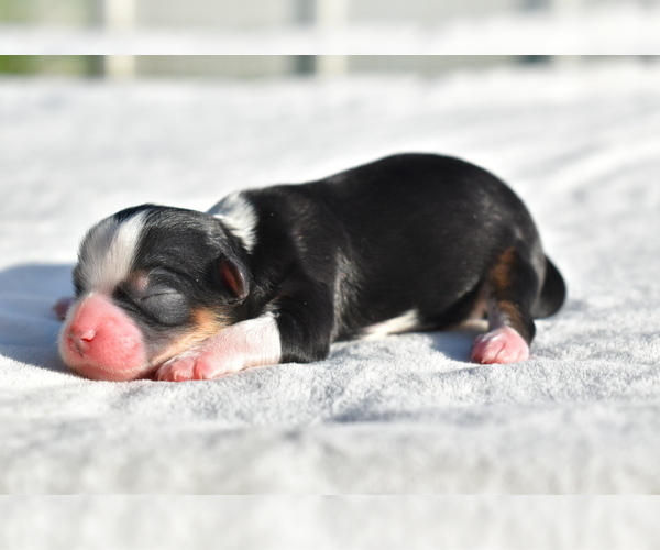 Medium Photo #3 Auss-Tzu Puppy For Sale in PALM COAST, FL, USA