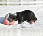 Small #2 Auss-Tzu
