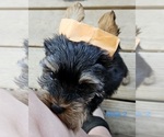 Small #4 Yorkshire Terrier