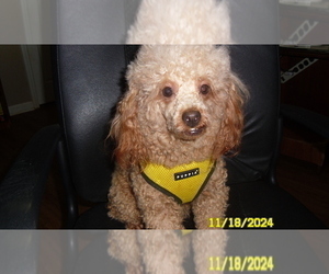 Poodle (Toy) Puppy for sale in DULUTH, GA, USA