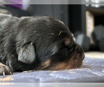 Small #6 Rottweiler