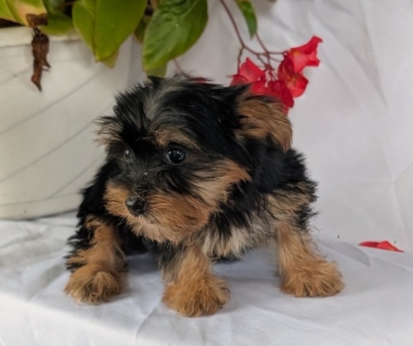 Medium Photo #5 Yorkshire Terrier Puppy For Sale in GOSHEN, IN, USA