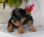 Small #4 Yorkshire Terrier