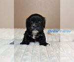 Puppy Drew Maltipoo-Shih Tzu Mix